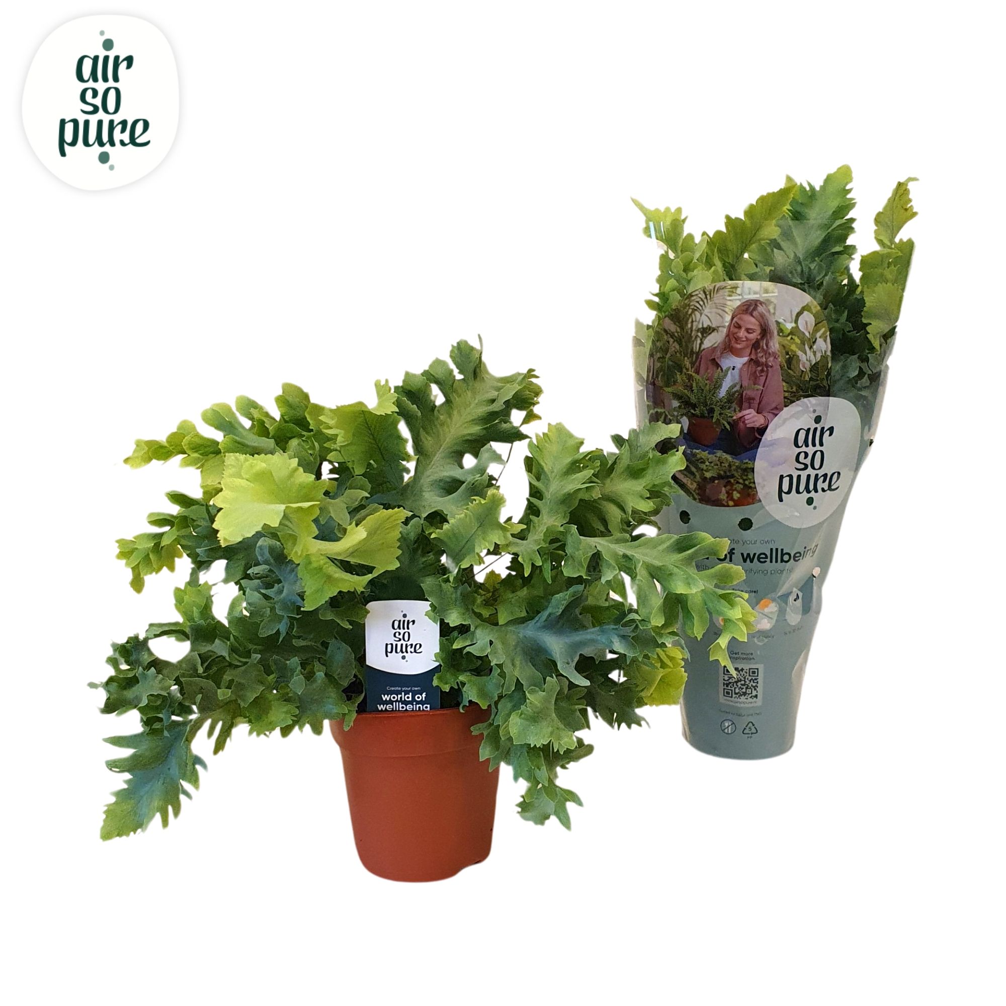 Phlebodium Davana, D 12