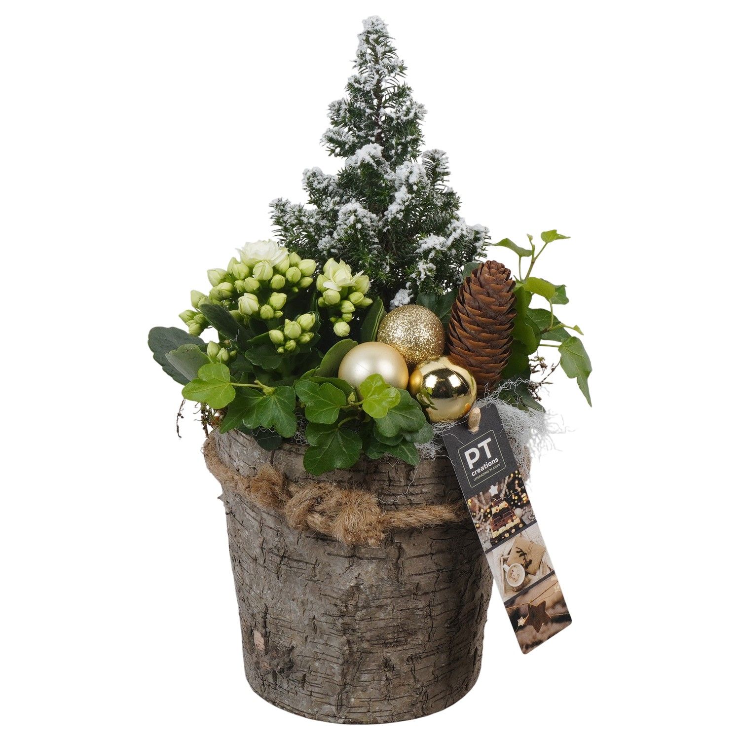PTCHG5674 Arrangement Christmas Gold in houten pot, D 15 cm