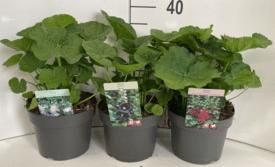 445 DVDS : P19 ALCEA DIVERSE KLEUREN WIT-ROOD-ZWART, D 19