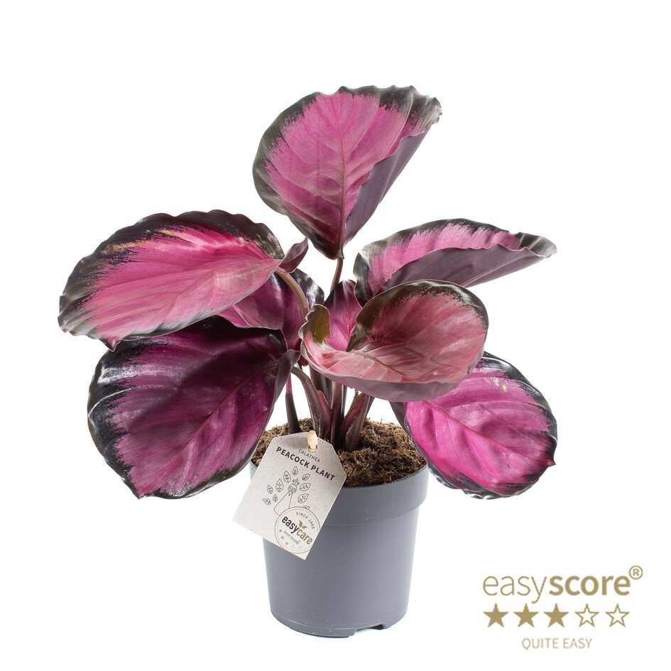 CALATHEA SPECIES 'Rosey', D 11