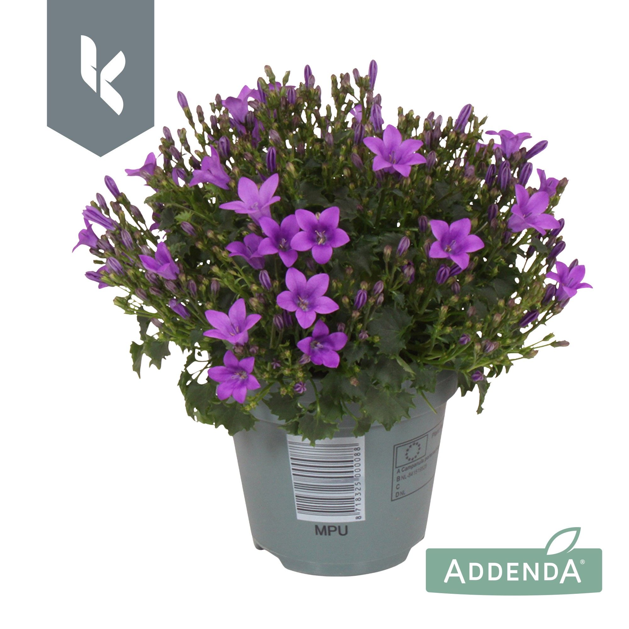 Campanula Ambella Intens Purple, D 10,5