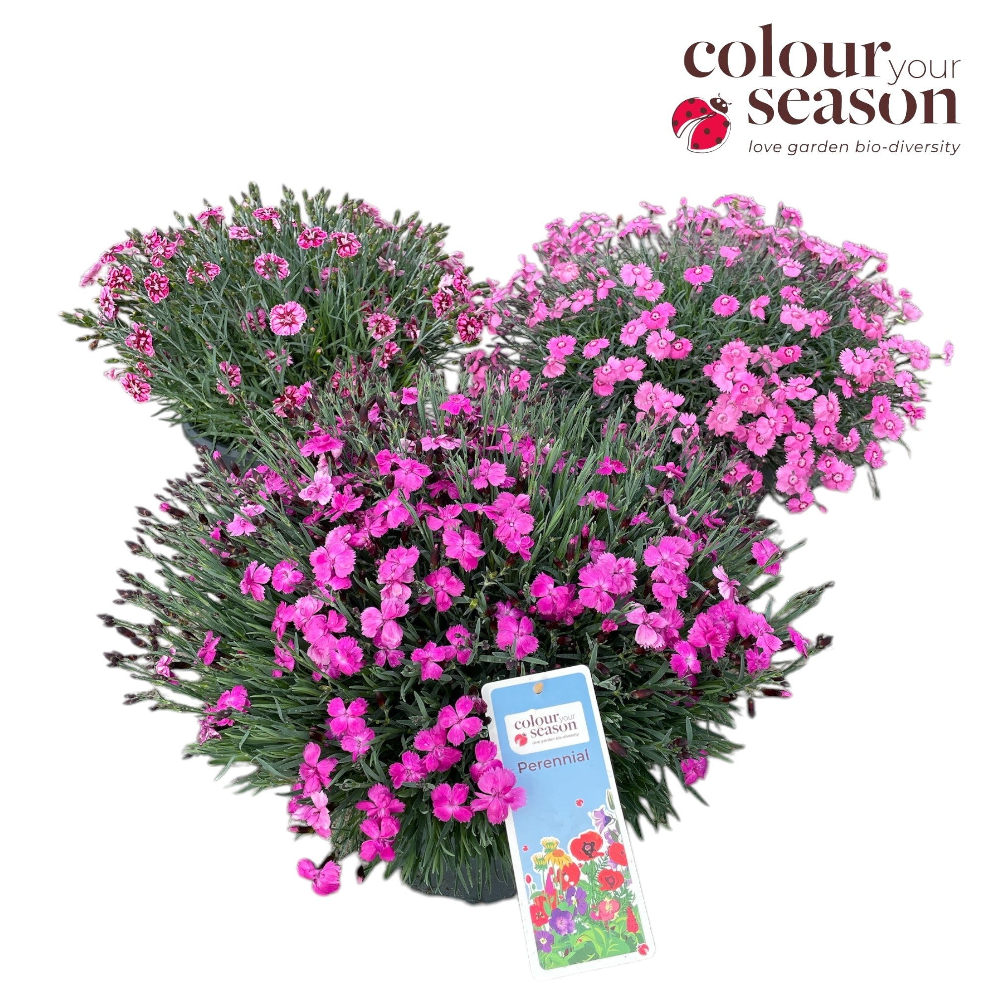 Dianthus mix P26, D 26