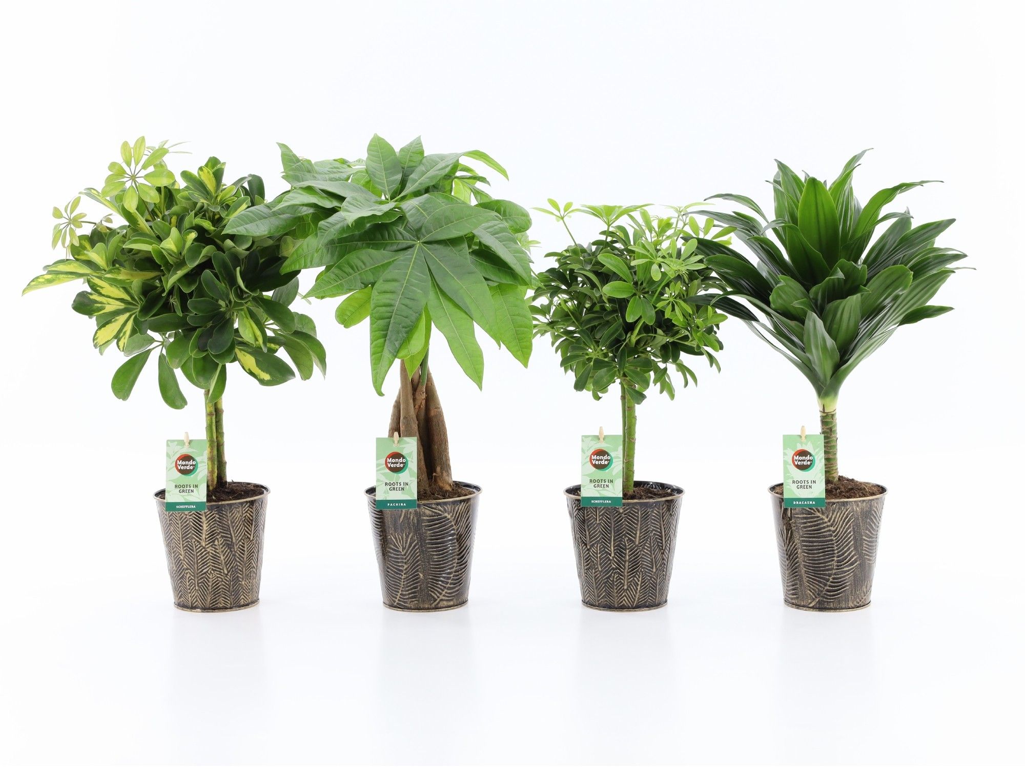 Stammenmix in Iron Leaf, D 13