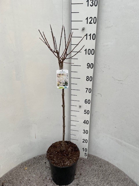 Hydrangea pan. Silver Dollar 70-80 stam P28 C10, D 28