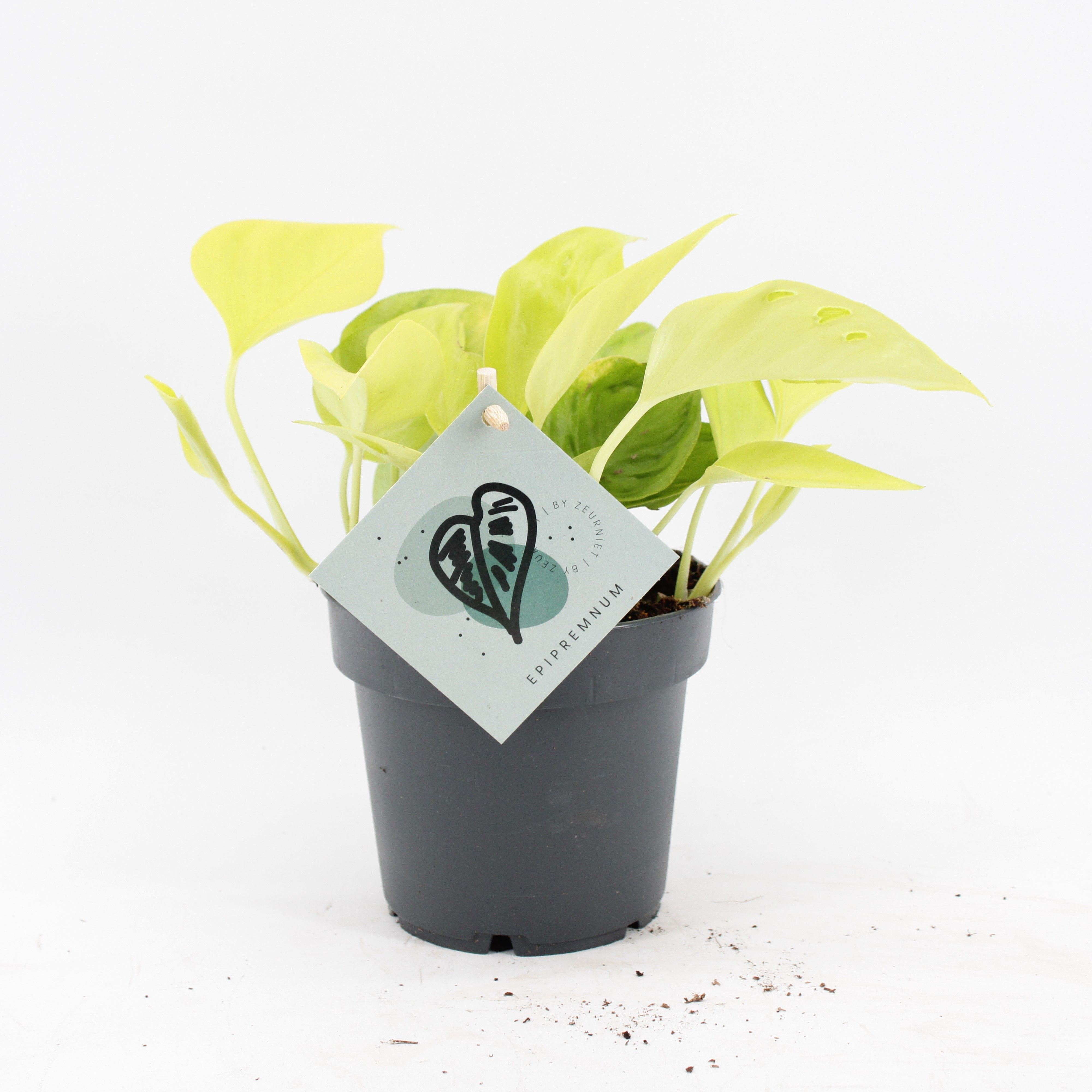 Epipremnum Champs Élysées, D 12