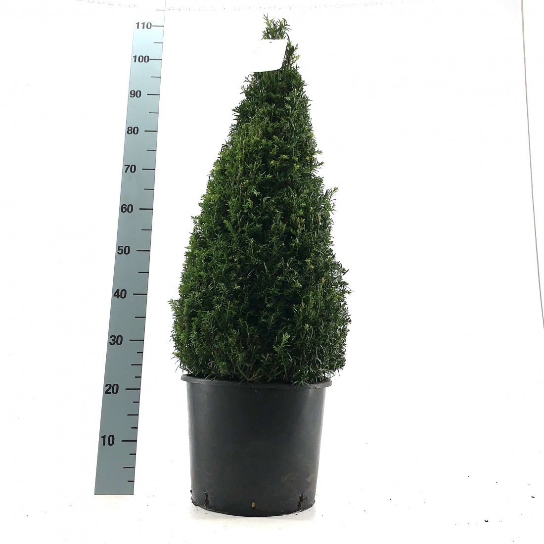 Taxus baccata, kegel, D 28