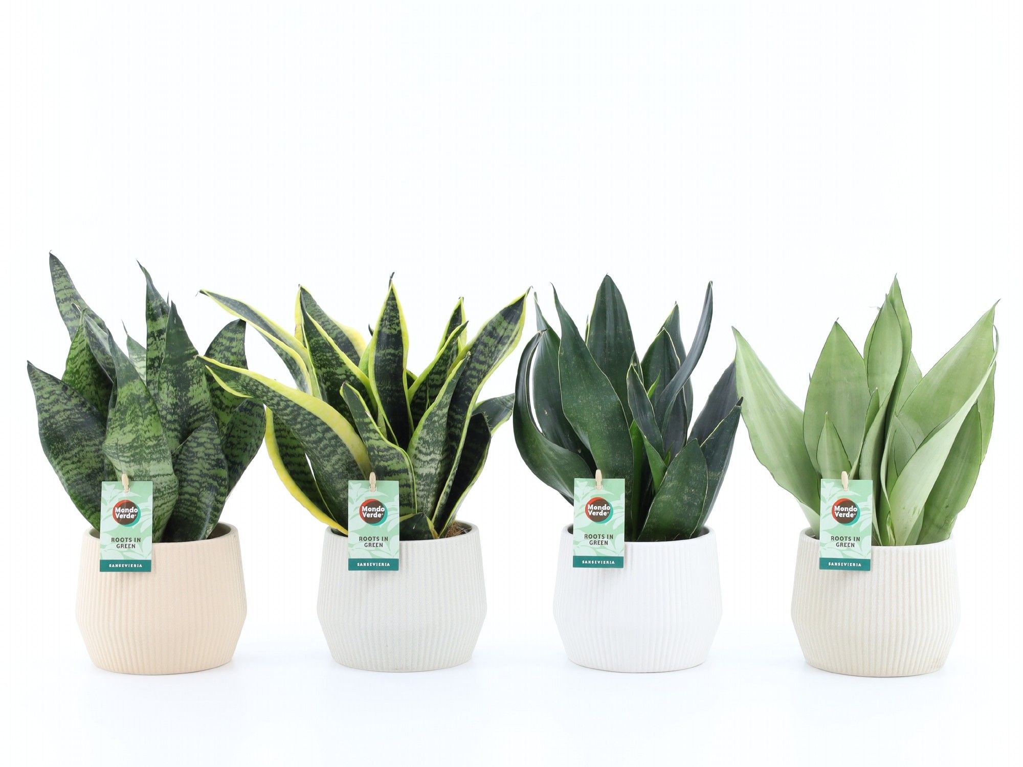 Sansevieria Mix in Sandy keramiek, D 15 cm Sansevieria Mix in Sandy keramiek, D 15 cm