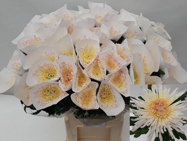 Хризантема од. Спайдер Спивио 80, шт.