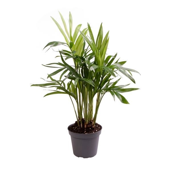 Chamaedorea Elegans, D 6 cm