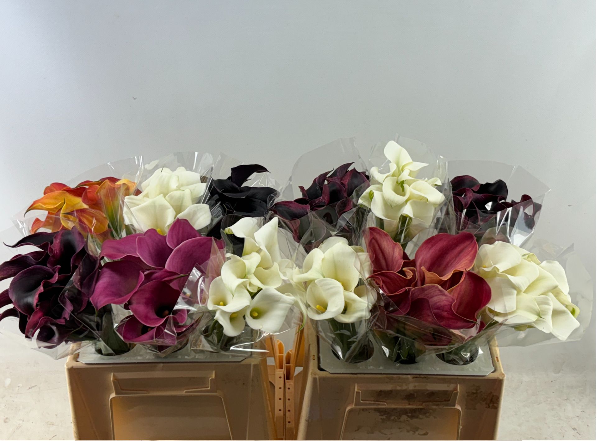 Калла Овериг Микс 40, шт.