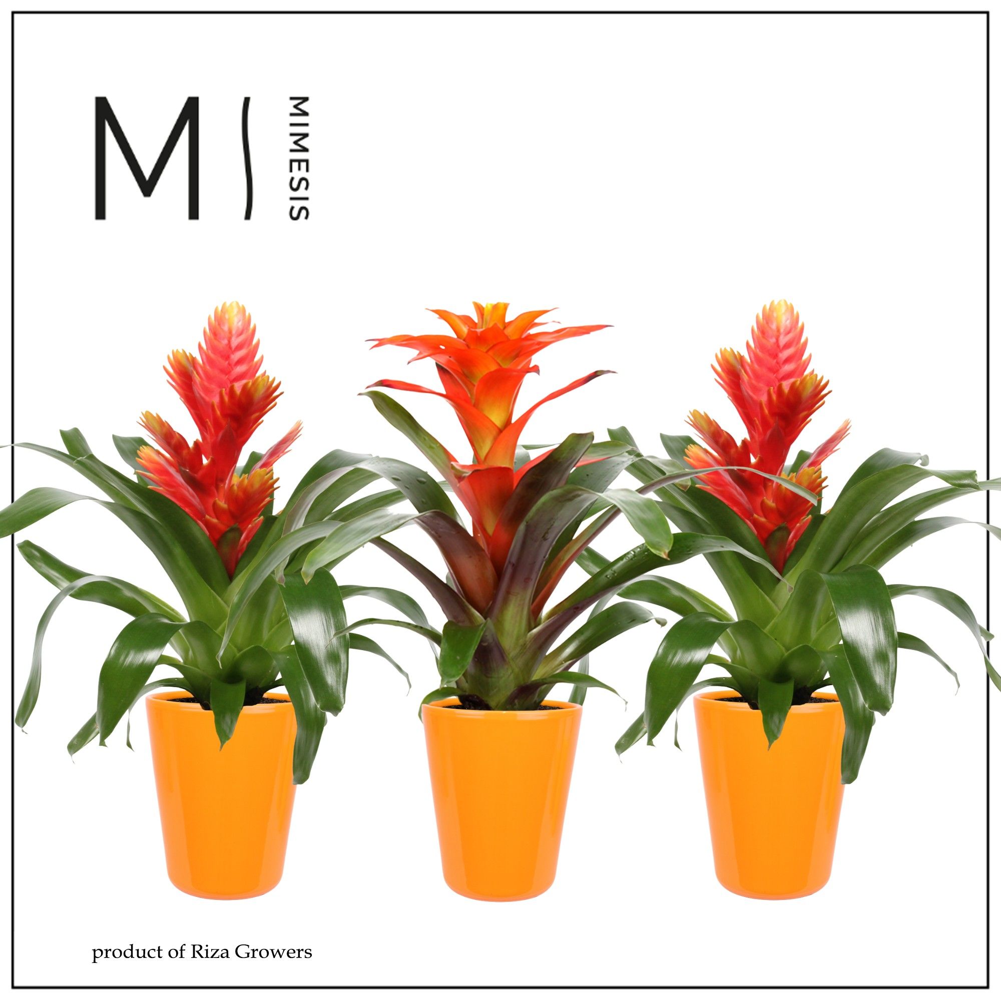 Bromelia Orange - 13cm in Florence | Mimesis, D 13