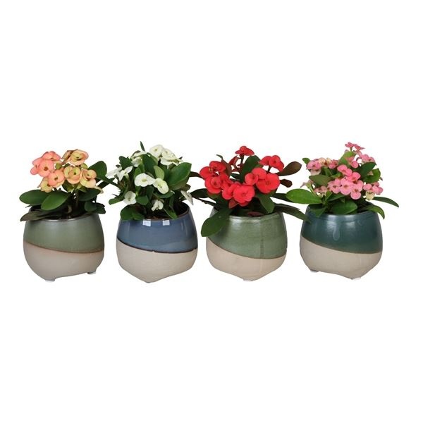 L 67026 With Euphorbia Milii 6 cm, D 6 cm