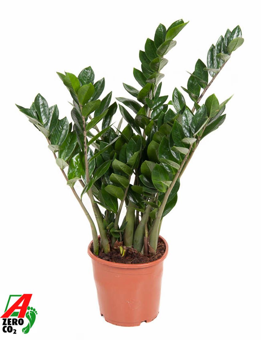 Zamioculcas Zamiifolia P21, D 21