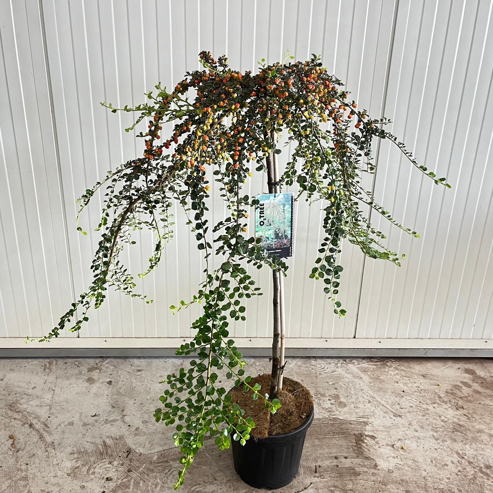Cotoneaster suec. 'Juliette'' --stam 120 cm, D 29