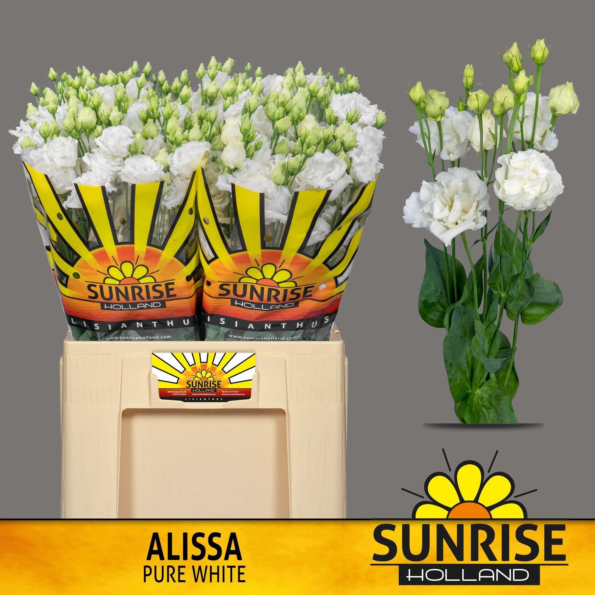 Эустома Алисса Пьюр Вайт 65 (бел.), шт.