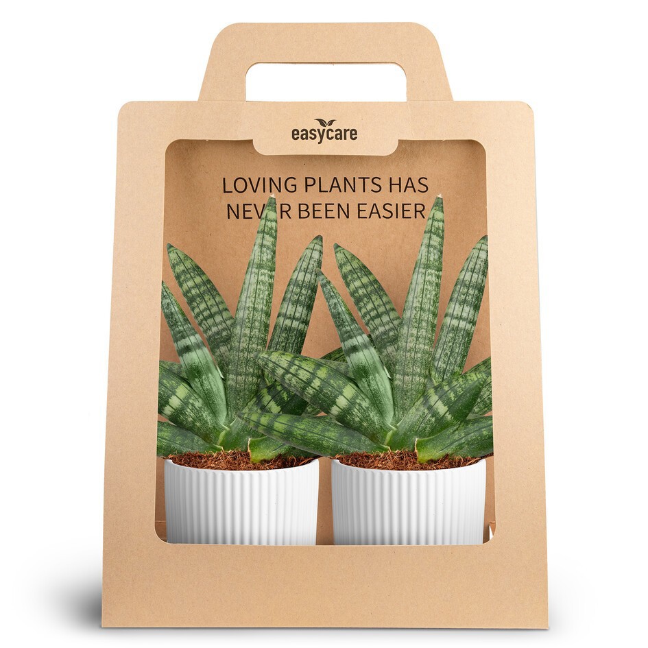 SANSEVIERIA 30990010 2-Pack Nordic White, D 10