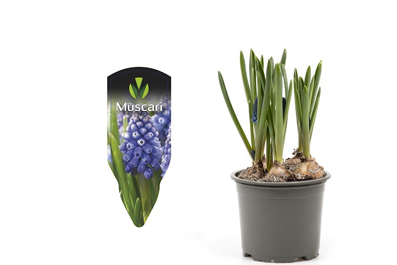 MUSCARI ARMENIACUM 'BLUE MAGIC', D 9