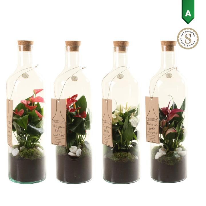 Green Bottle met Anthurium, D 15