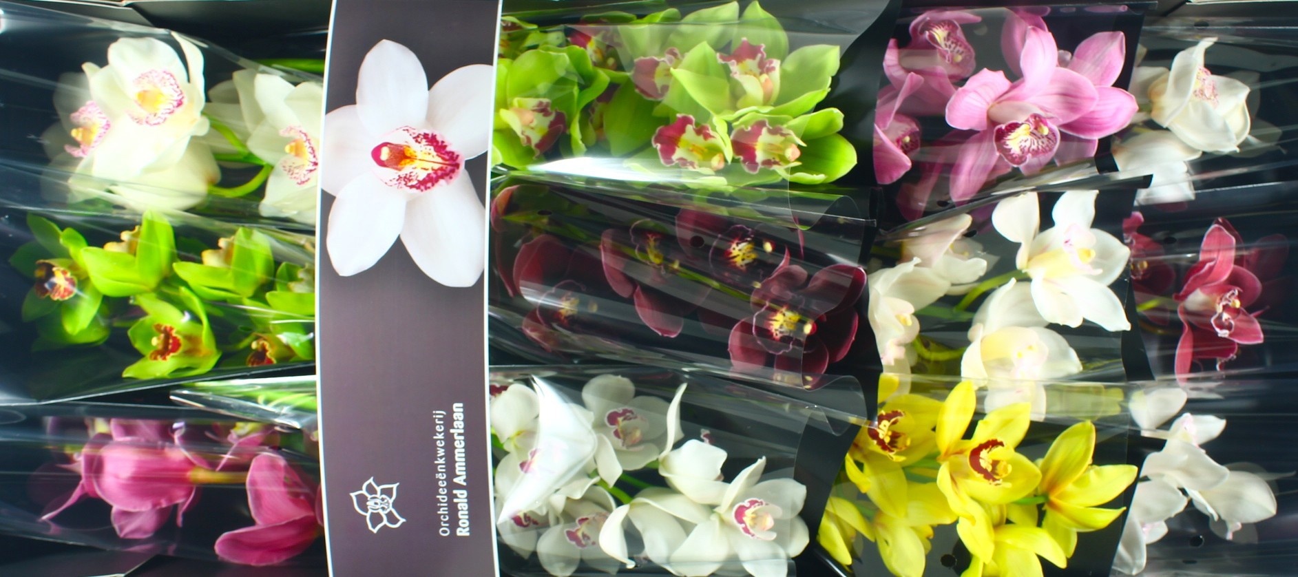 Цимбидиум Микс x12 50, шт.