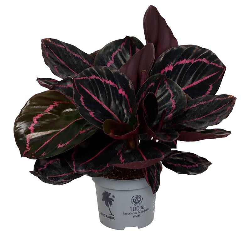 CALATHEA ROSEOPICTA 'DOTTIE', D 12