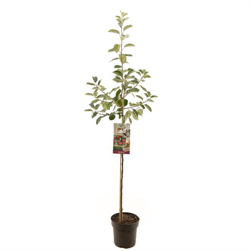 Malus dom. Rode Boskoop halfstam Rode moesappel, D 27