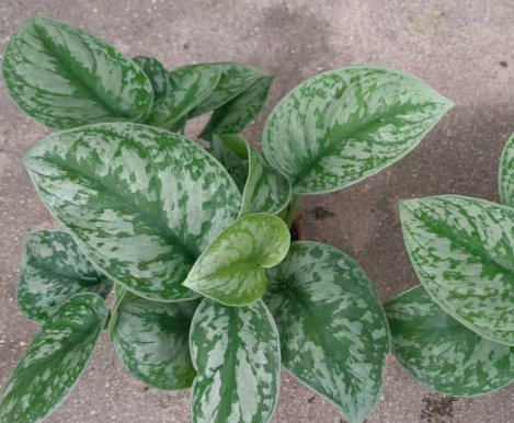 Сциндапсус пиктус экзотика 11 20