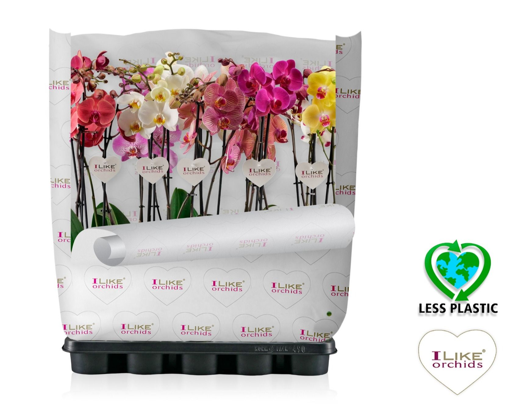 Phalaenopsis mix - 2 tak 60cm (Less Plastic), D 12 cm