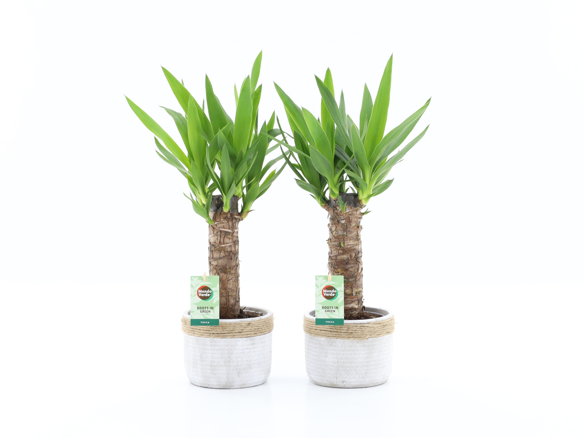 Yucca 25cm Hout 3+ kop in Sturdy, D 13