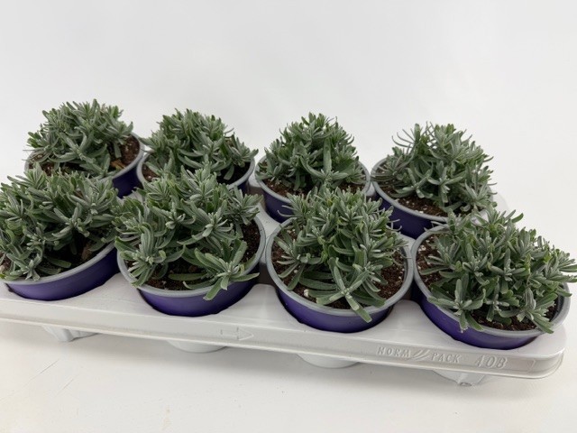 Lavendel, D 13