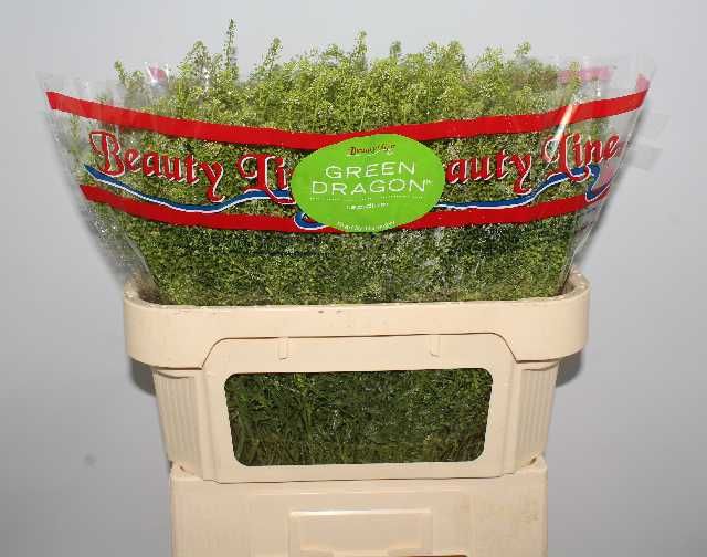 Тласпи Грин Драгон 70 (зел.), шт.