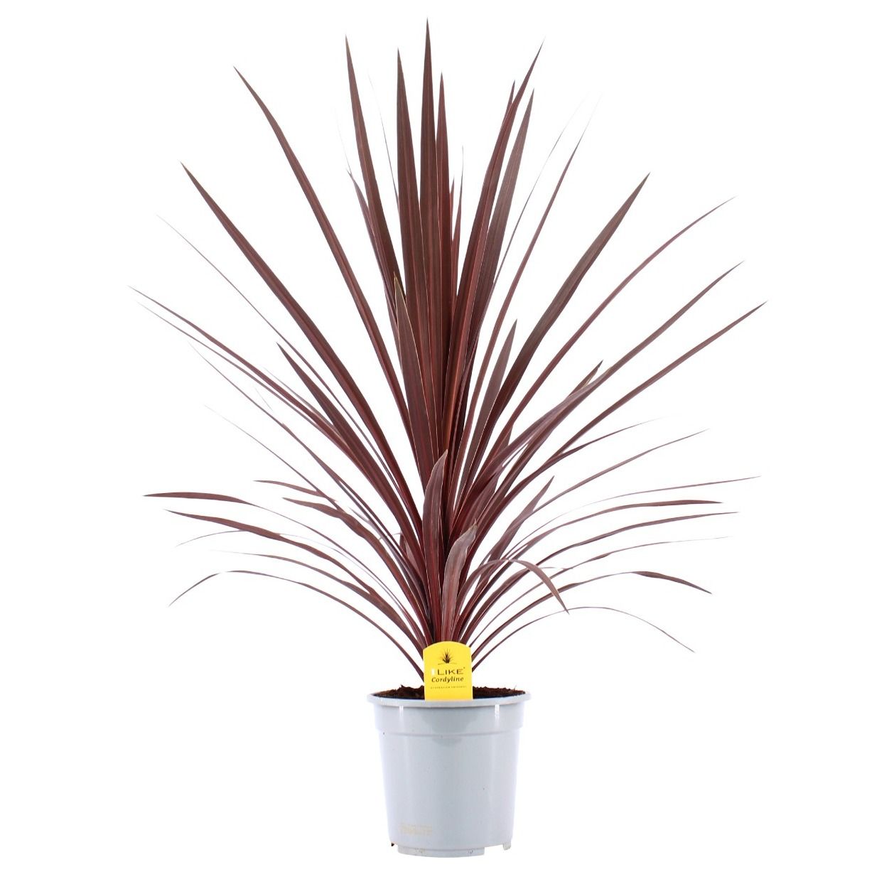 Cordyline Australis Red Star - 21cm, D 21
