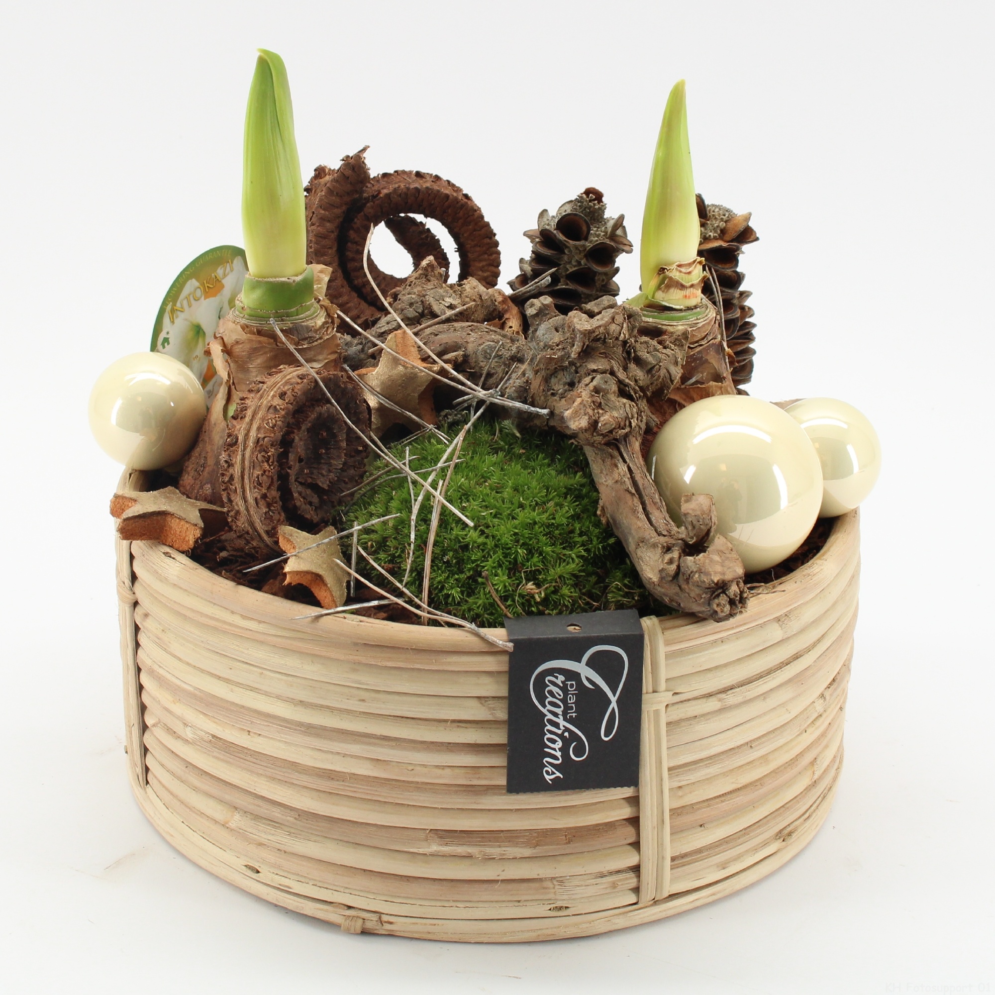 HICR-2502W Kerst Amaryllis, D 27 cm