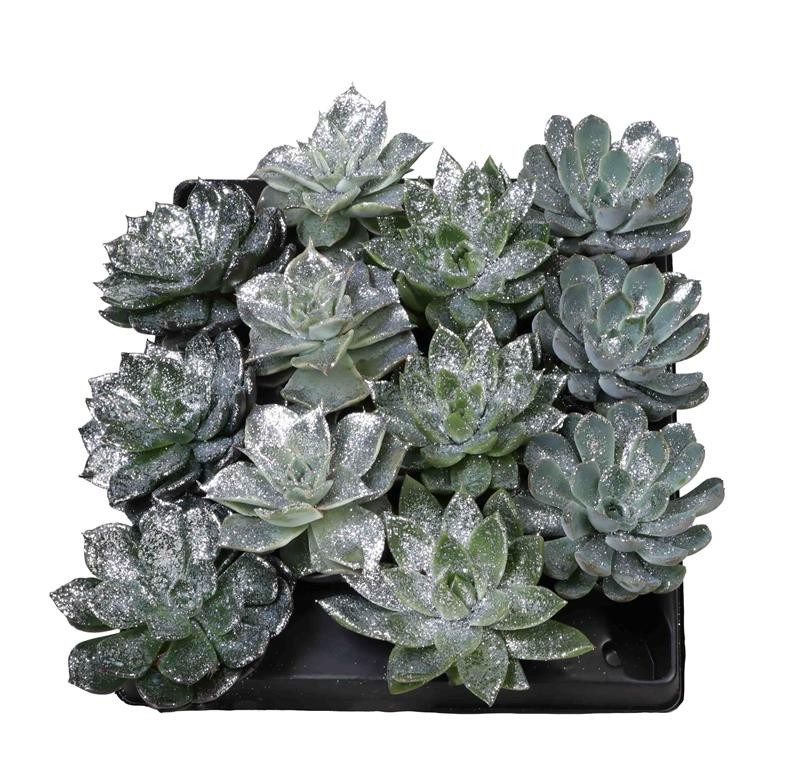ECHEVERIA-HYBRID 'Mix' Silver glitter, D 6