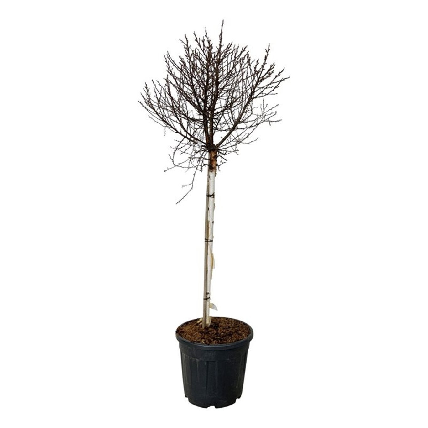 Betula utilis Magical Globe, D 40