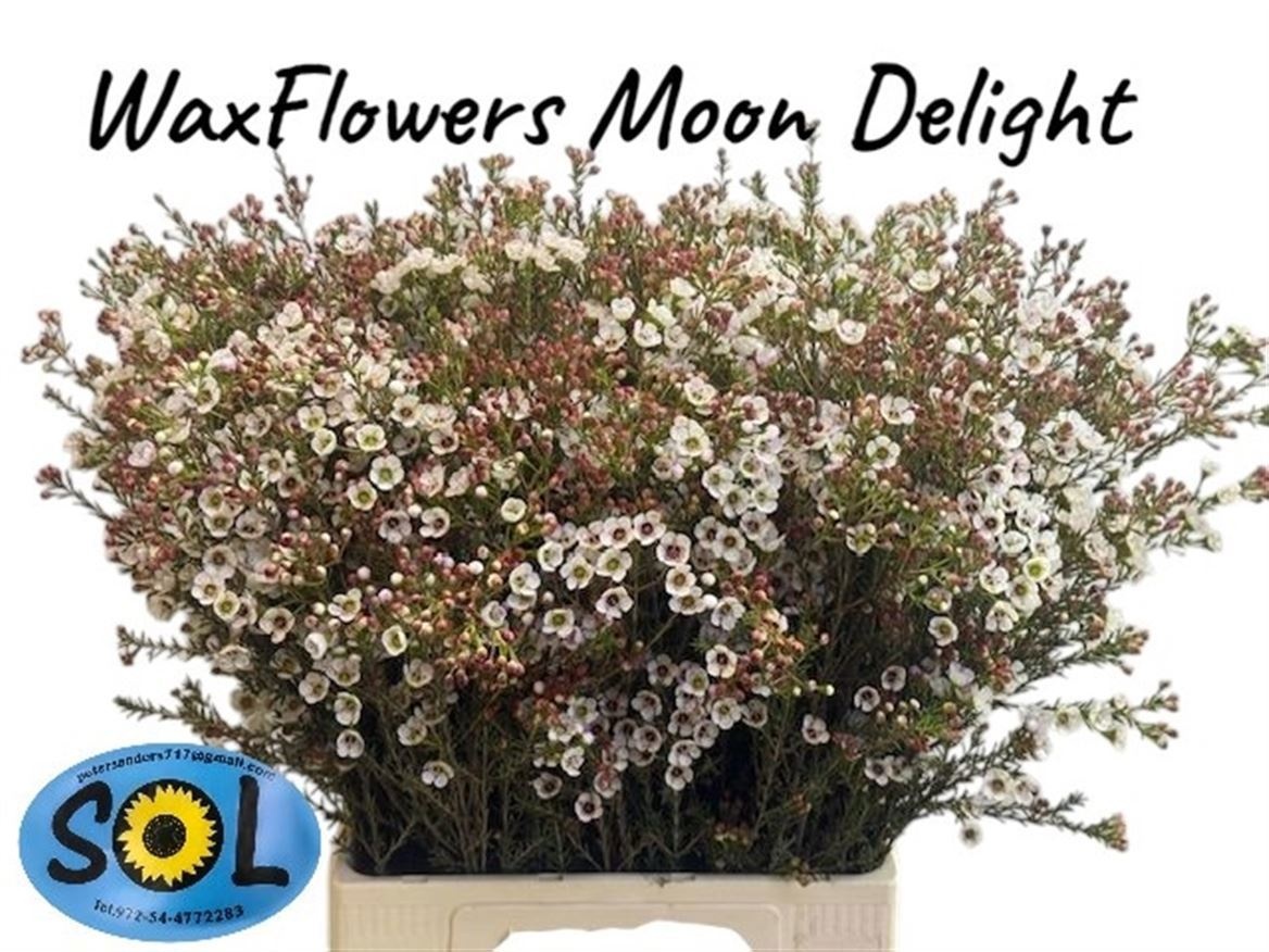 Шамелациум Мунлайт Делайт 70, шт.