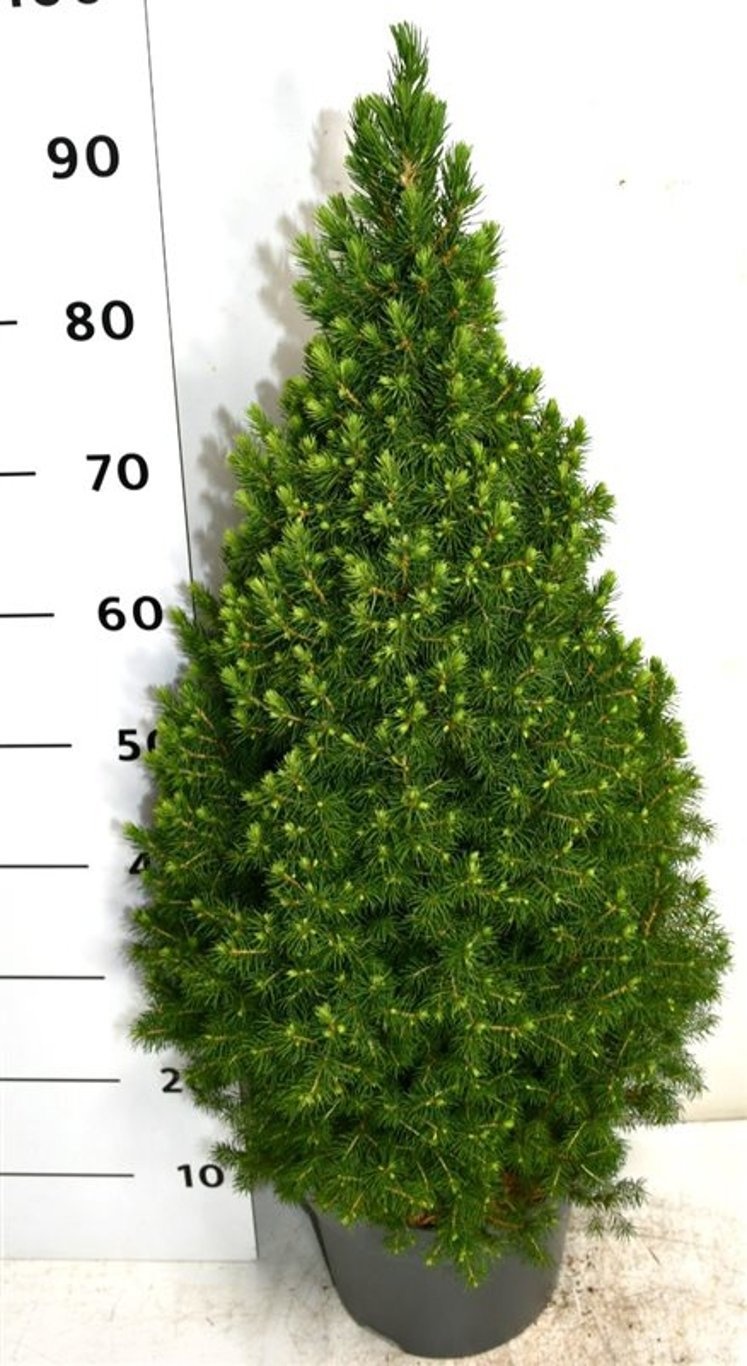Picea gl. 'Perfecta', D 26