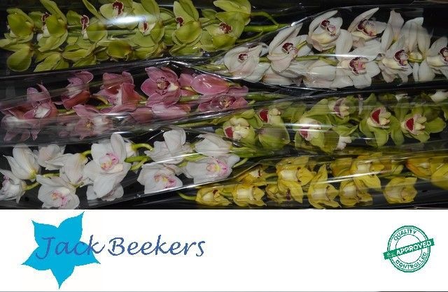 Цимбидиум Микс 80 x6, шт.