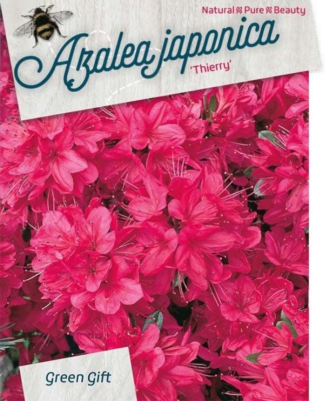 Rhododendron (AJ) 'Insurpassable', D 52