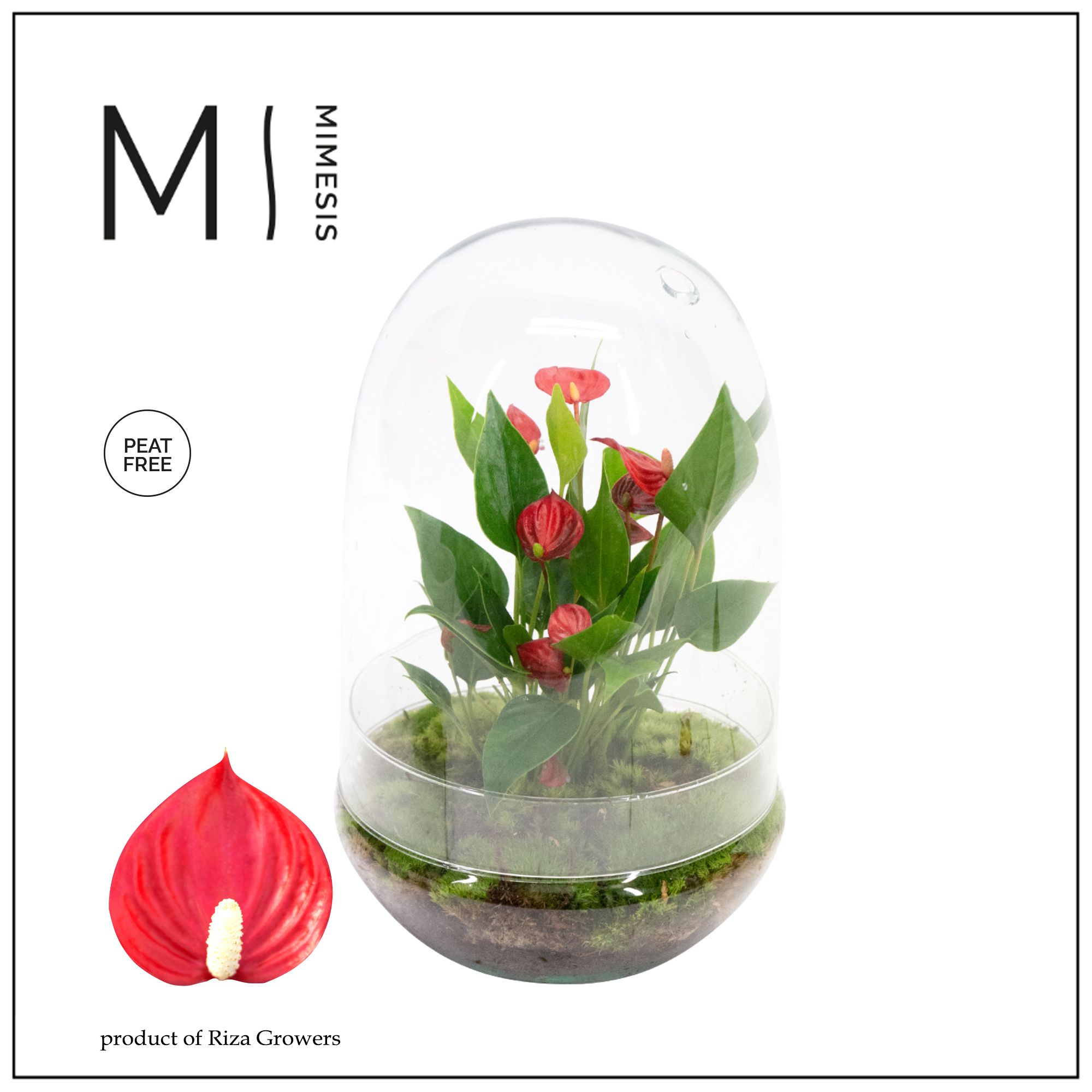 Mimesis Anthurium KARMA Million - Terrarium egg, D 14