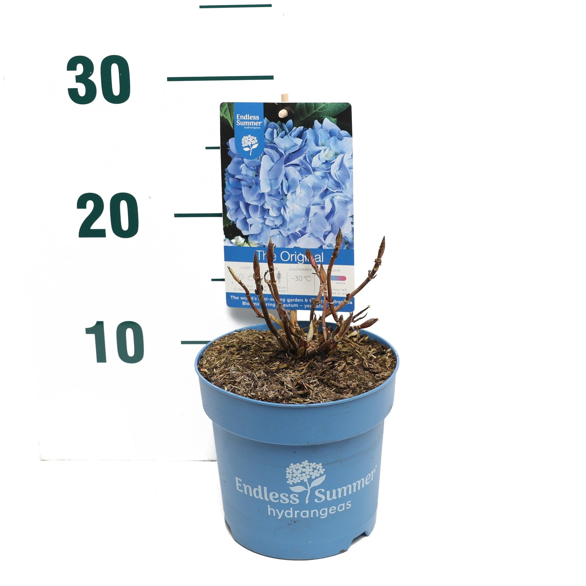 Hydrangea 'The Original Blue' - P14 - Endless Summer, D 14