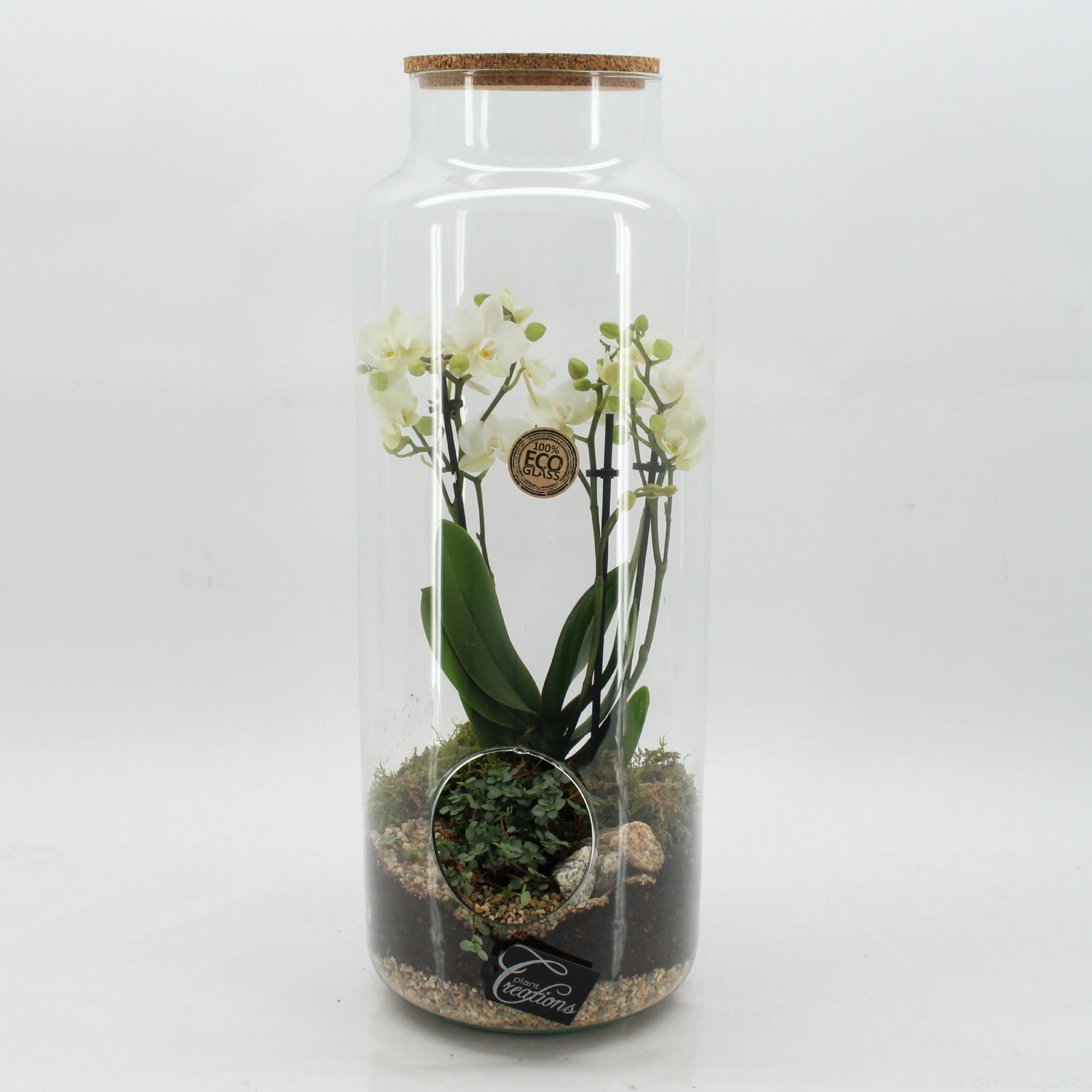 PHAL-2613W Phalaenopsis creatie terrarium, D 19