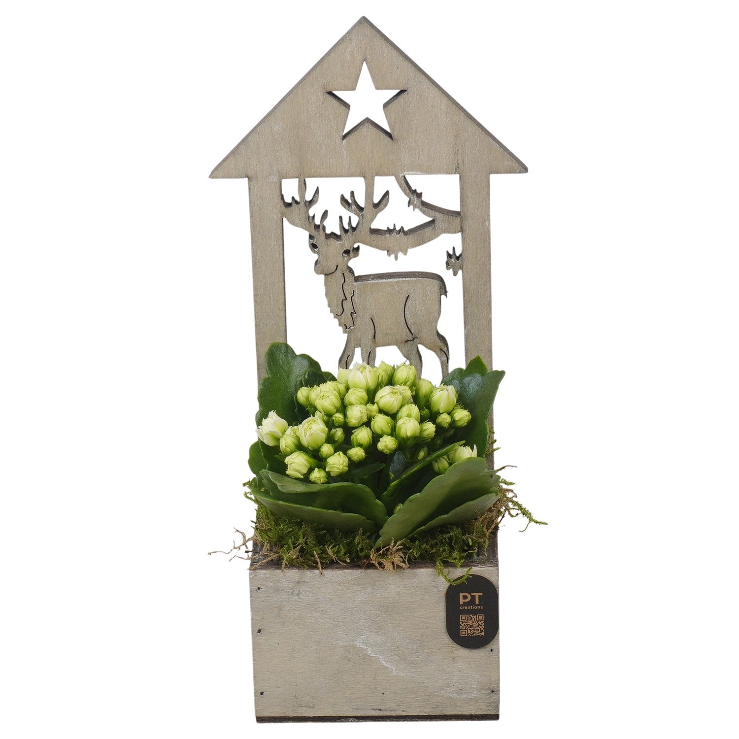 PTCHG4708 Arrangement Christmas Gold in houten pot, D 9