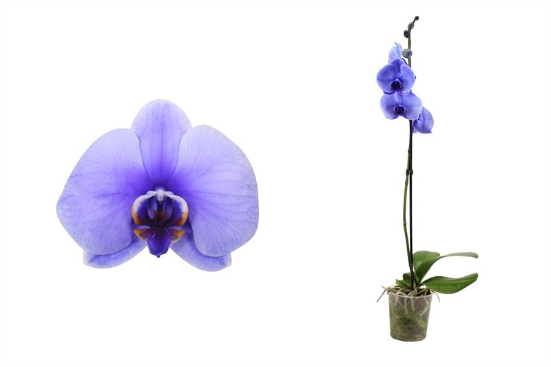 Phal I am Purple 1T09+, D 12 cm