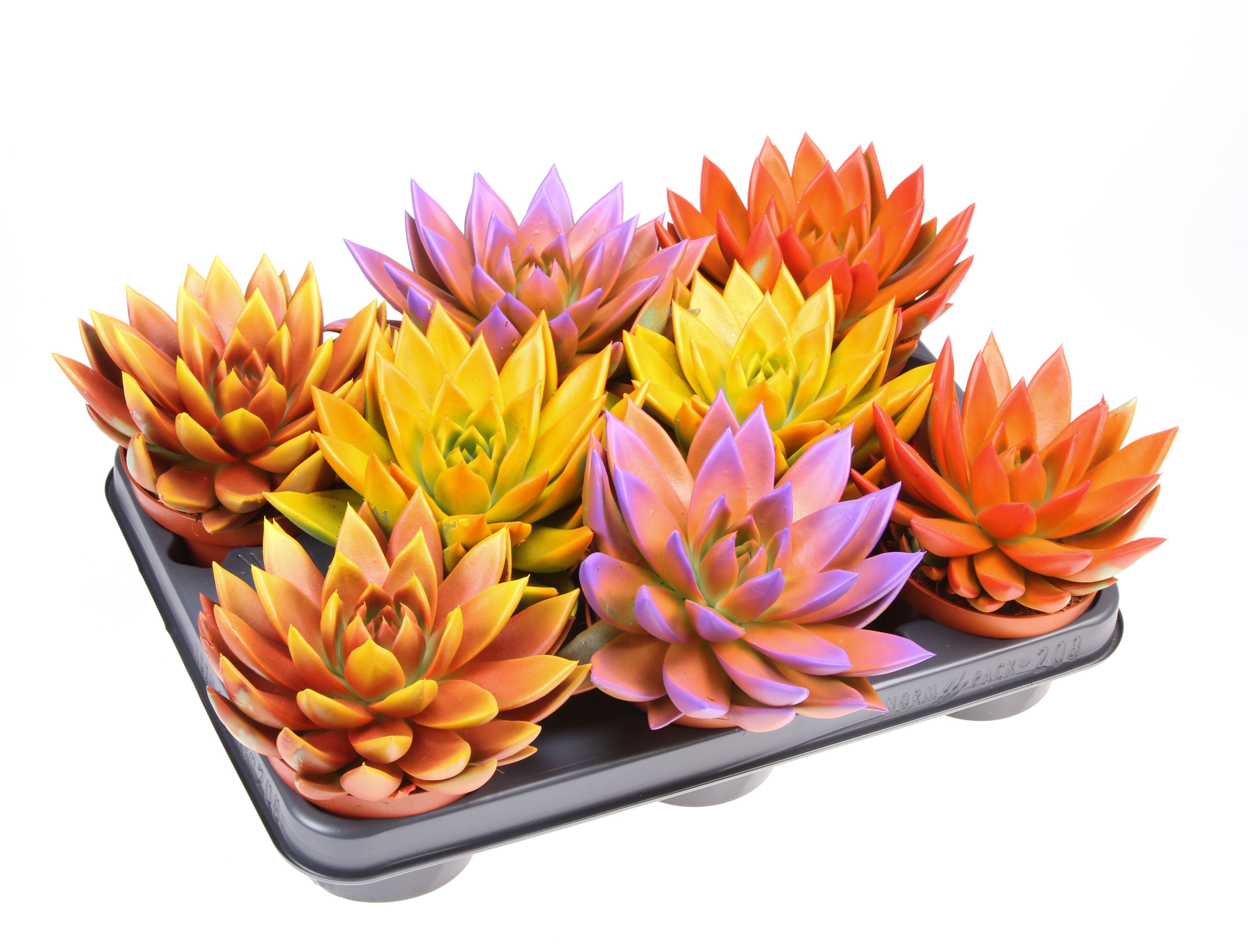 Rainbow bicolor, D 10,5