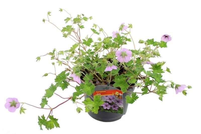 Geranium Joy, D 17