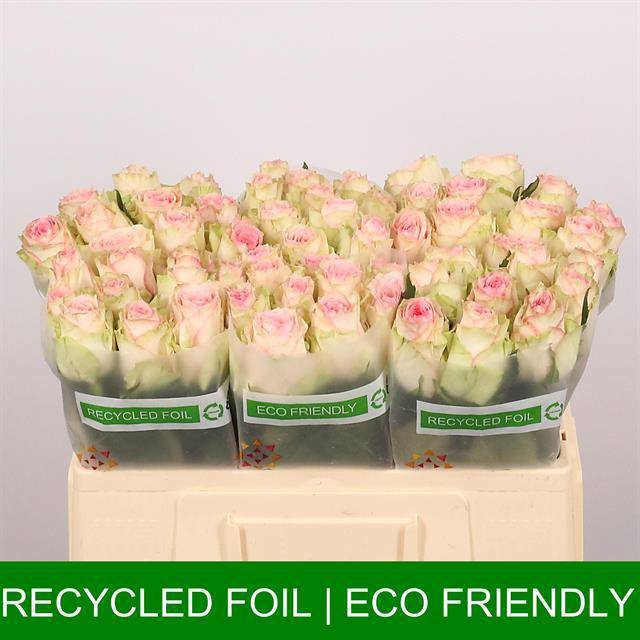 Роза од. Эсперанс 50, шт.