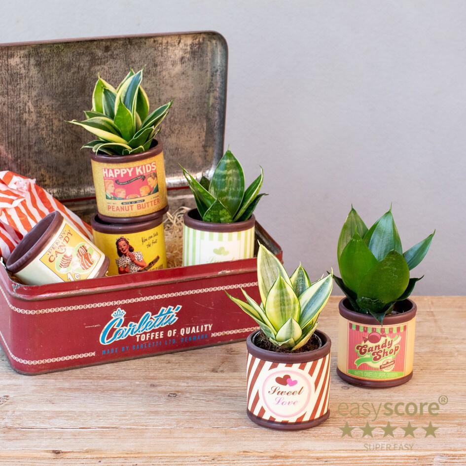 SANSEVIERIA MIX 30603801 Candy, D 7 cm