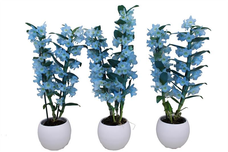 Lisa p12 bolpot white Dendr Colour Blue 2T, D 12 cm