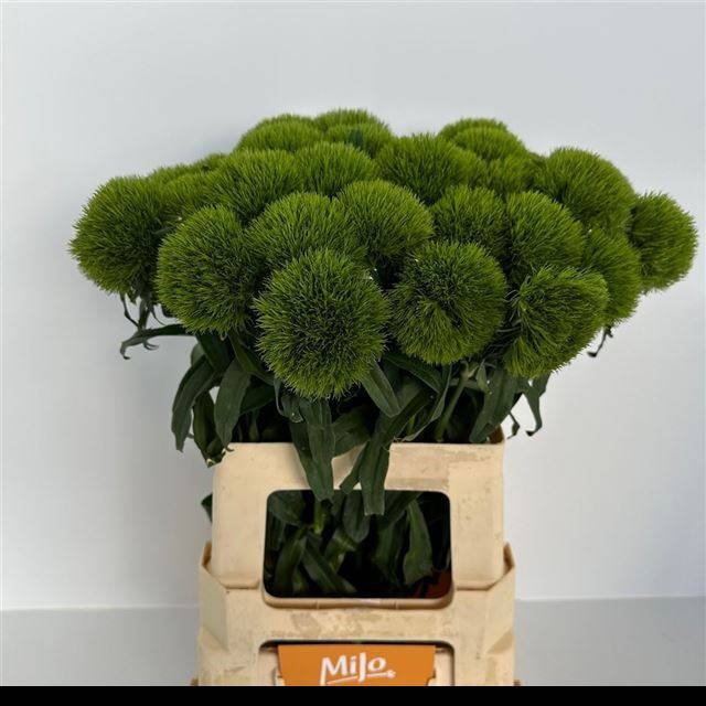 Диантус Барбатус Киви Меллоу 60, шт.