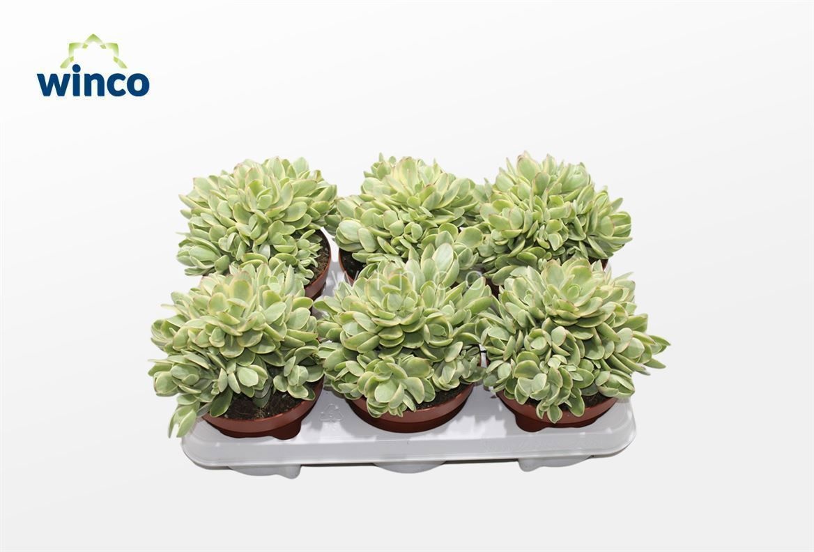 Crassula Rusby Variegata, D 13